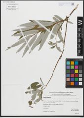 Foto von Salix gmelinii Pall.